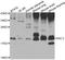 Nuclear Receptor Coactivator 3 antibody, STJ29634, St John