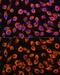 Interleukin 23 Receptor antibody, GTX54301, GeneTex, Immunocytochemistry image 
