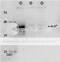 PRP antibody, 65-901, BioAcademia Inc, Western Blot image 