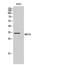 MAS Related GPR Family Member X3 antibody, GTX34085, GeneTex, Western Blot image 