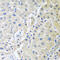 LDL Receptor Related Protein 6 antibody, 14-920, ProSci, Immunohistochemistry frozen image 