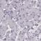Semenogelin 2 antibody, PA5-60109, Invitrogen Antibodies, Immunohistochemistry paraffin image 