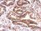 Autophagy Related 9A antibody, GTX128427, GeneTex, Immunohistochemistry paraffin image 