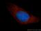 PTPRF Interacting Protein Alpha 1 antibody, 14175-1-AP, Proteintech Group, Immunofluorescence image 