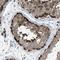 Poly(A) Polymerase Alpha antibody, NBP1-84997, Novus Biologicals, Immunohistochemistry frozen image 