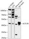 Actin Like 7B antibody, 14-818, ProSci, Western Blot image 