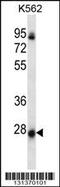 Neurensin 2 antibody, 56-580, ProSci, Western Blot image 