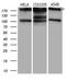 IQ Motif Containing GTPase Activating Protein 1 antibody, LS-C795197, Lifespan Biosciences, Western Blot image 