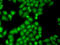 General Transcription Factor IIF Subunit 1 antibody, 18-663, ProSci, Immunofluorescence image 
