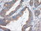 Ketohexokinase antibody, LS-C115265, Lifespan Biosciences, Immunohistochemistry frozen image 