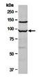 N-Myc Downstream Regulated 1 antibody, orb67147, Biorbyt, Western Blot image 
