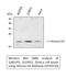 Histone H3 antibody, STJ93530, St John