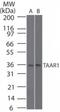 Trace Amine Associated Receptor 1 antibody, NBP2-24720, Novus Biologicals, Western Blot image 