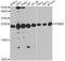 Proteasome Subunit Beta 2 antibody, A13630, ABclonal Technology, Western Blot image 