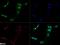 Jhdm2a antibody, NBP1-51678, Novus Biologicals, Immunocytochemistry image 