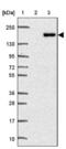 Tensin 3 antibody, NBP2-37948, Novus Biologicals, Western Blot image 