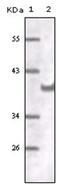 CD31 antibody, AM06169SU-N, Origene, Western Blot image 