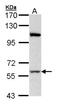 Replication Protein A1 antibody, NBP2-20206, Novus Biologicals, Western Blot image 