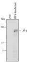 LDL Receptor Related Protein 6 antibody, PA5-47145, Invitrogen Antibodies, Western Blot image 