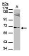 Thioredoxin Reductase 1 antibody, PA5-34685, Invitrogen Antibodies, Western Blot image 