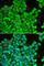 Cysteine And Glycine Rich Protein 1 antibody, A1071, ABclonal Technology, Immunofluorescence image 