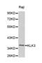 Kallikrein Related Peptidase 3 antibody, abx000045, Abbexa, Western Blot image 