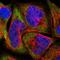 Phenylalanyl-TRNA Synthetase Subunit Alpha antibody, NBP1-88067, Novus Biologicals, Immunocytochemistry image 