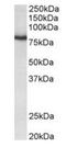 Potassium Voltage-Gated Channel Subfamily C Member 3 antibody, orb125253, Biorbyt, Western Blot image 