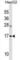 Myosin Light Chain 6 antibody, abx030301, Abbexa, Western Blot image 