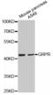 Gastrin Releasing Peptide Receptor antibody, A04977, Boster Biological Technology, Western Blot image 