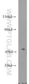 Pleckstrin Homology Domain Containing A8 antibody, 15410-1-AP, Proteintech Group, Western Blot image 
