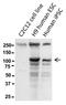 Cadherin 3 antibody, 14-2237-80, Invitrogen Antibodies, Western Blot image 