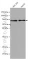 Atlastin GTPase 2 antibody, 16688-1-AP, Proteintech Group, Western Blot image 