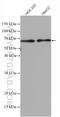 ADP-ribosylation factor-like protein 6-interacting protein 2 antibody, 16688-1-AP, Proteintech Group, Western Blot image 