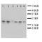 Heat Shock Protein Family B (Small) Member 1 antibody, PA1801, Boster Biological Technology, Western Blot image 