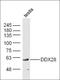 DEAD-Box Helicase 28 antibody, orb183012, Biorbyt, Western Blot image 