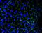 Tight Junction Protein 2 antibody, 38-9100, Invitrogen Antibodies, Immunofluorescence image 