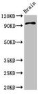 ABR Activator Of RhoGEF And GTPase antibody, orb401304, Biorbyt, Western Blot image 