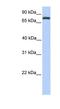 Collectin Subfamily Member 12 antibody, NBP1-59015, Novus Biologicals, Western Blot image 