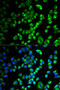 Serpin Family H Member 1 antibody, 18-682, ProSci, Immunofluorescence image 
