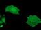 MOB Kinase Activator 3B antibody, GTX84092, GeneTex, Immunofluorescence image 