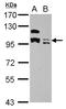Potassium Channel Tetramerization Domain Containing 19 antibody, LS-C155751, Lifespan Biosciences, Western Blot image 