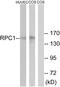 RNA Polymerase III Subunit A antibody, A30651, Boster Biological Technology, Western Blot image 
