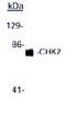 CDS 1 antibody, TA354333, Origene, Western Blot image 