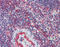 Multiple C2 And Transmembrane Domain Containing 1 antibody, 25-960, ProSci, Western Blot image 