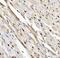 Muscleblind Like Splicing Regulator 1 antibody, A02309-1, Boster Biological Technology, Immunohistochemistry paraffin image 