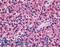 Calcium Sensing Receptor antibody, LS-A1426, Lifespan Biosciences, Immunohistochemistry frozen image 
