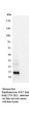 Human Papilloma Virus Type 16-E7  antibody, NB110-17178, Novus Biologicals, Western Blot image 