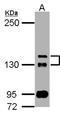 TAO Kinase 2 antibody, NBP2-20563, Novus Biologicals, Western Blot image 