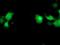 PNMT antibody, NBP2-00688, Novus Biologicals, Immunofluorescence image 